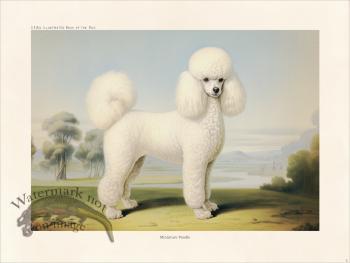 CFA Dog Miniature Poodle 02